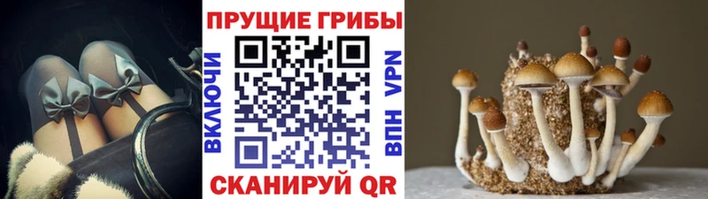 Купить где  Клин  Псилоцибиновые грибы GOLDEN TEACHER 